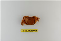 藏品(絨毛近方蟹)的圖片